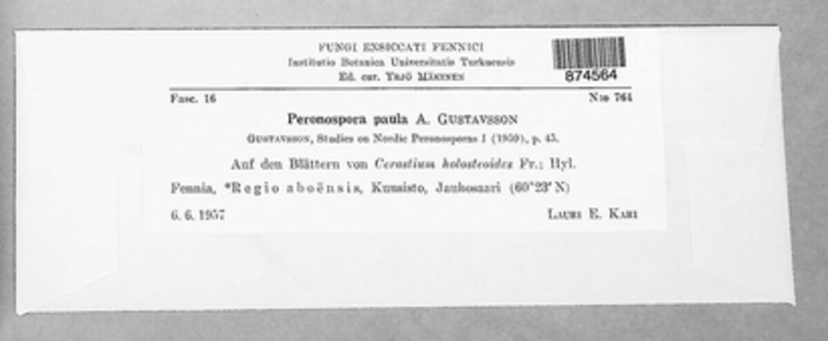 Peronospora paula image